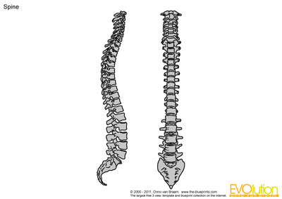 400x283 spine vector drawing - Spine Drawing