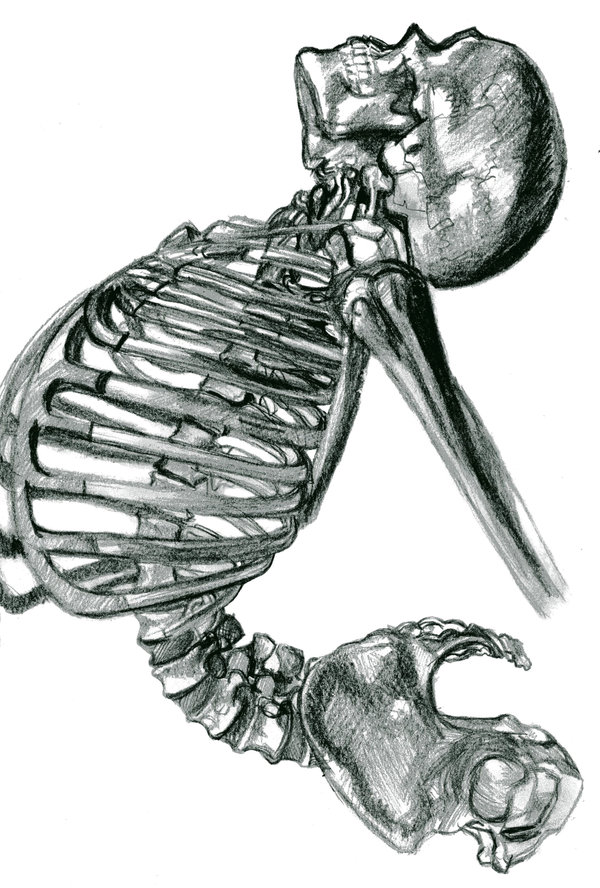 600x888 your spine and mine - Spine Drawing