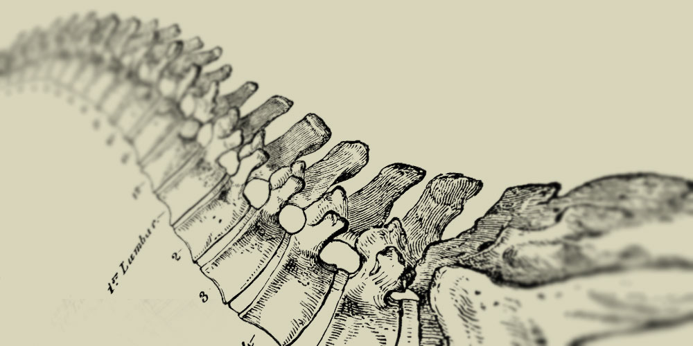 1000x500 spine drawing - Spine Drawing