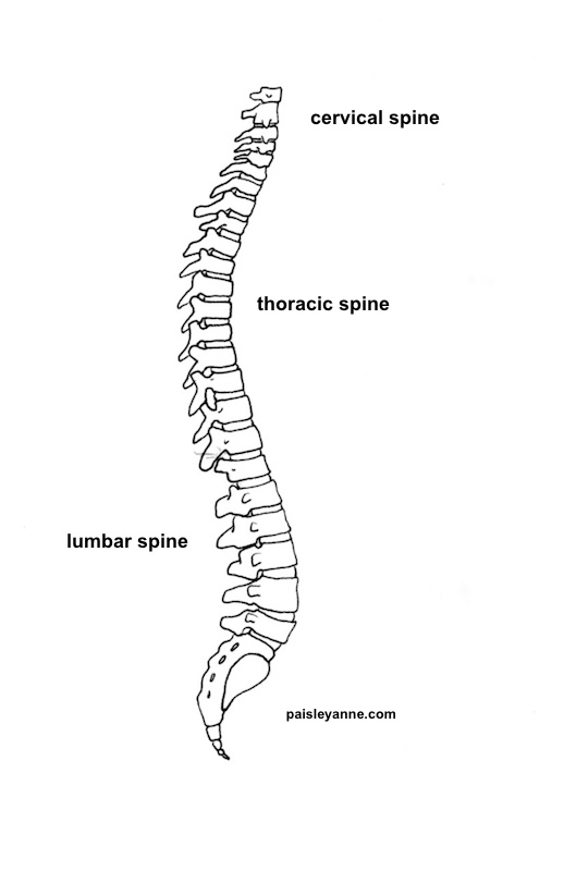 518x800 a healthy spine for life the tadasana principle paisley anne - Spine Drawing