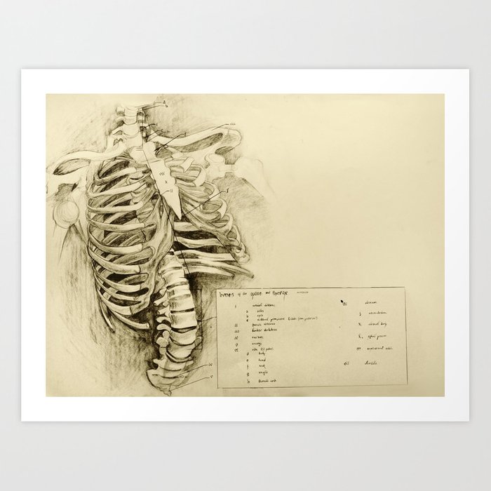 700x700 Anatomical Drawing - Spine Drawing