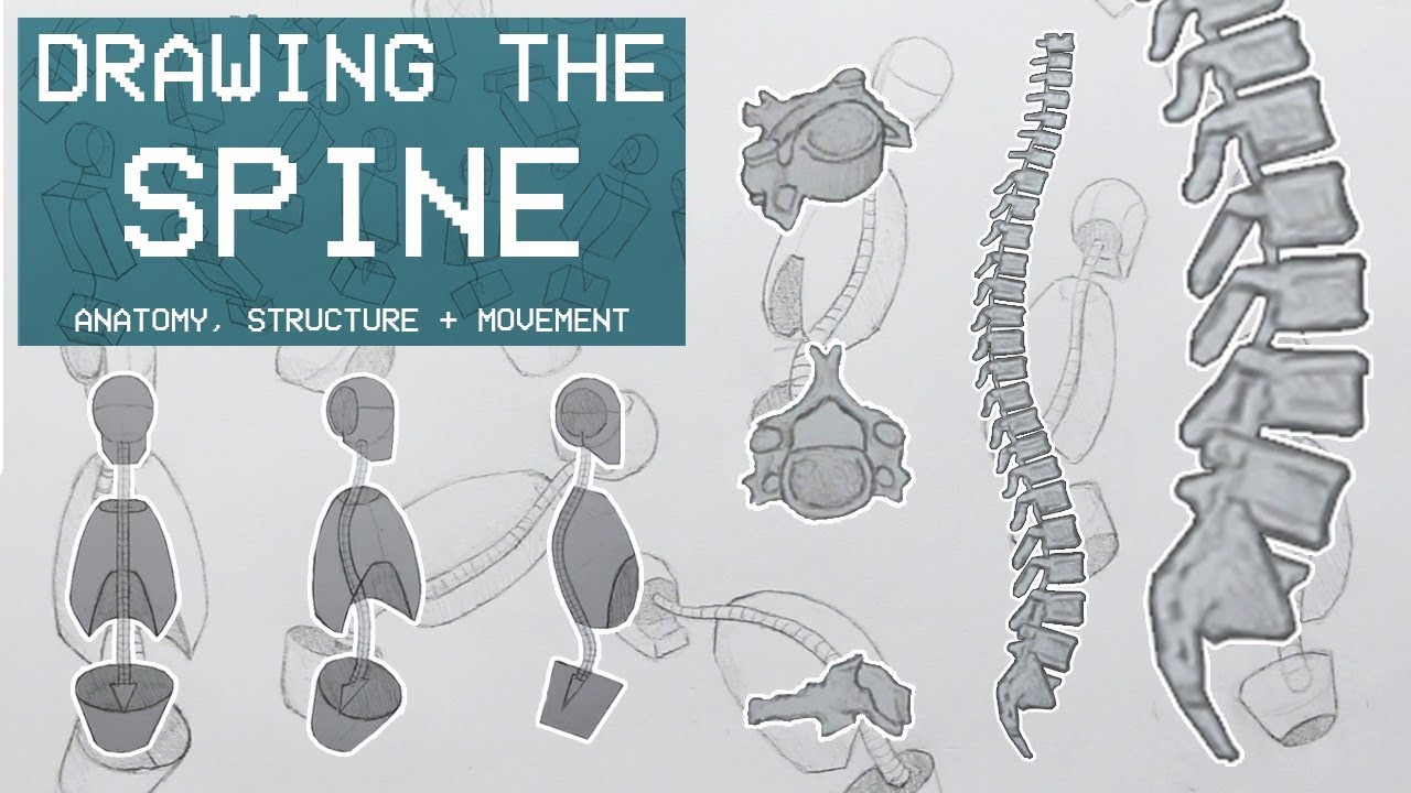 1280x720 drawing the spine - Spine Drawing
