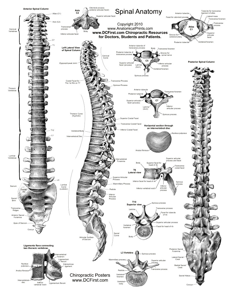791x1024 dynamic drawing archive human spine anatomy diagram anatomy - Spine Drawing