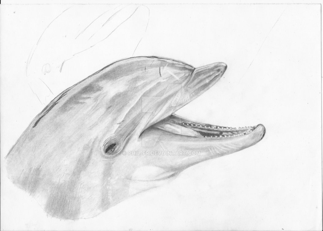 Нарисовать глаз дельфина