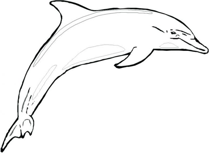 728x533 coloring pages for girls online adults printable pokemon spinner - Spinner Dolphin Drawing