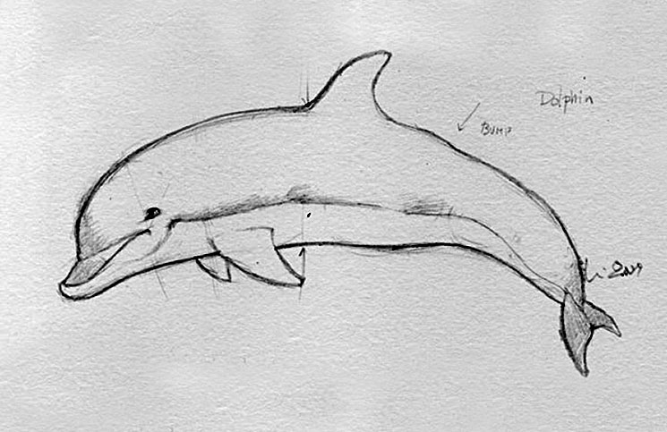 745x483 dolphin drawings learn how to draw a spinner marine mammals step - Spinner Dolphin Drawing