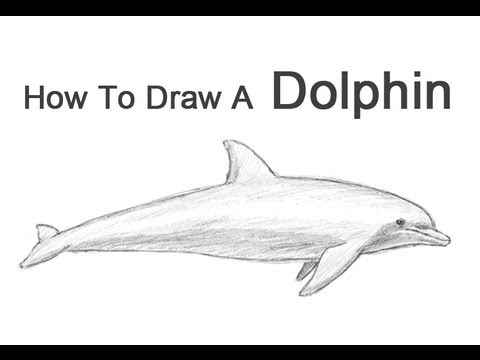 480x360 drawn dolphin spinner dolphin - Spinner Dolphin Drawing