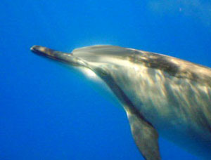300x228 hawaii dolphins life of a spinner dolphin, facts information - Spinner Dolphin Drawing