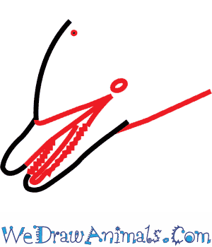 300x350 how to draw a spinner dolphin - Spinner Dolphin Drawing