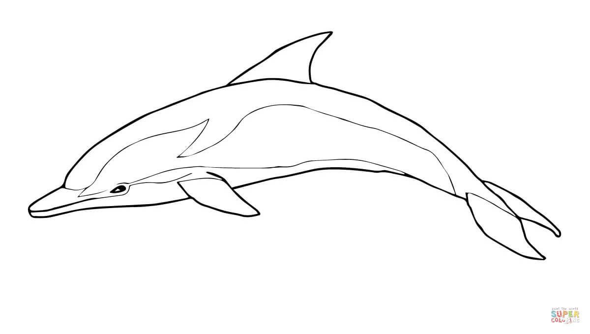 1200x679 dolphin drawing spinner dolphin for free download - Spinner Dolphin Drawing
