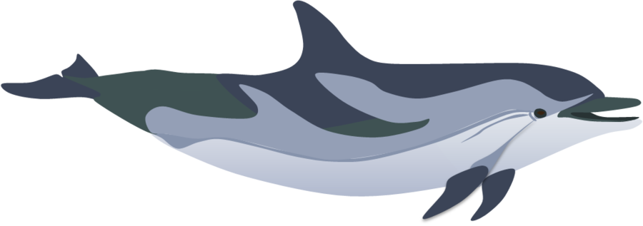 900x317 spinner dolphin cartoon clipart - Spinner Dolphin Drawing