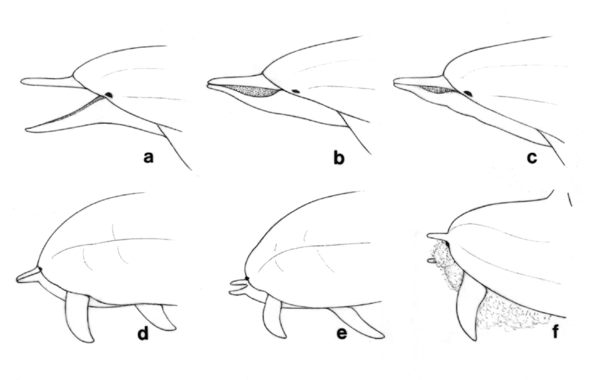 850x549 the six phases of vomiting behavior of the spinner dolphin - Spinner Dolphin Drawing