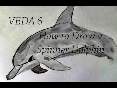 480x360 veda how to draw a spinner dolphin - Spinner Dolphin Drawing
