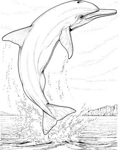 386x480 spinner dolphin colouring pages coloring pages for adults - Spinner Dolphin Drawing