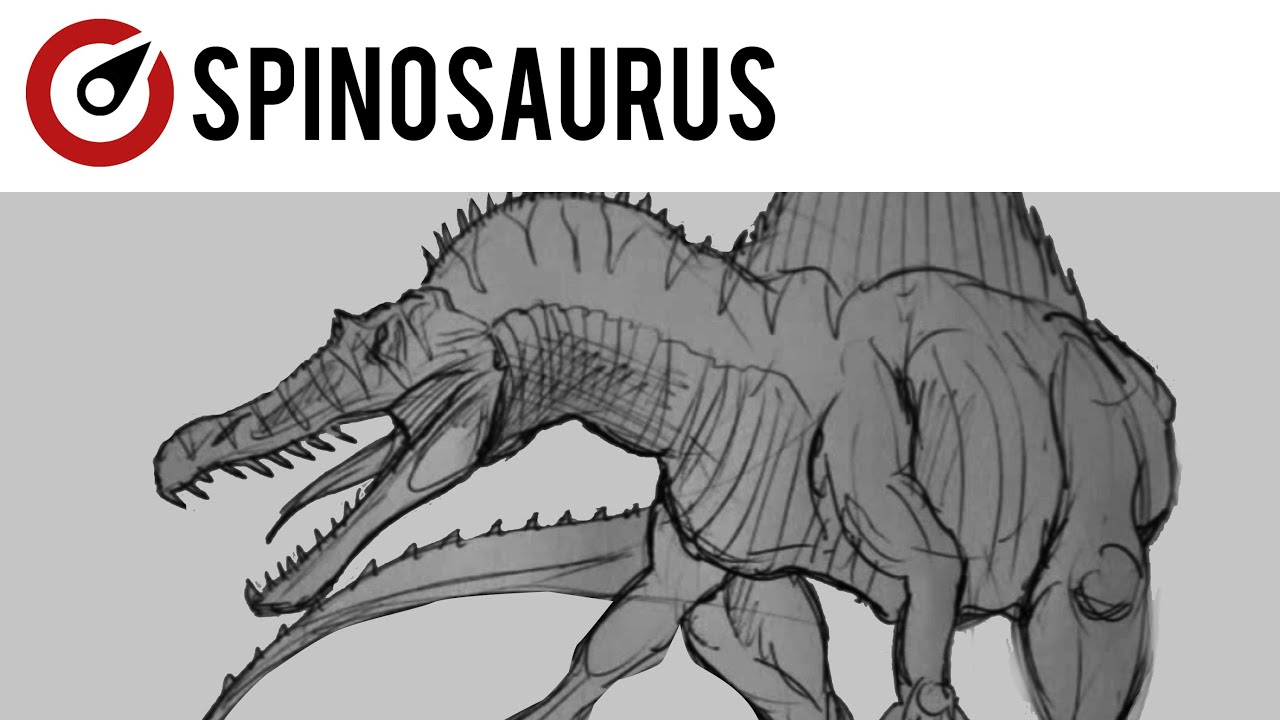 1280x720 Drawing A Spinosaurus - Spinosaurus Drawing
