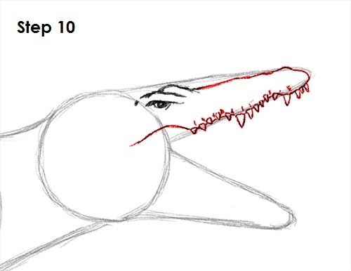 500x386 How To Draw A Spinosaurus Dinosaur - Spinosaurus Drawing