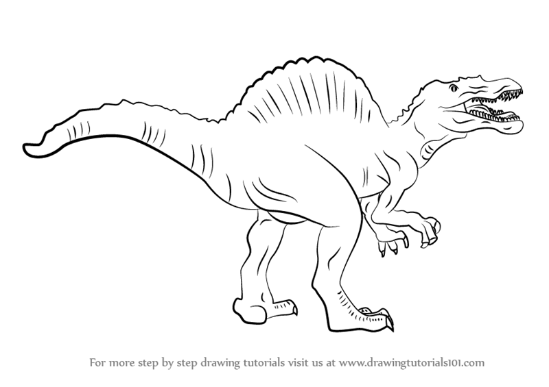 800x565 Learn How To Draw A Spinosaurus - Spinosaurus Drawing