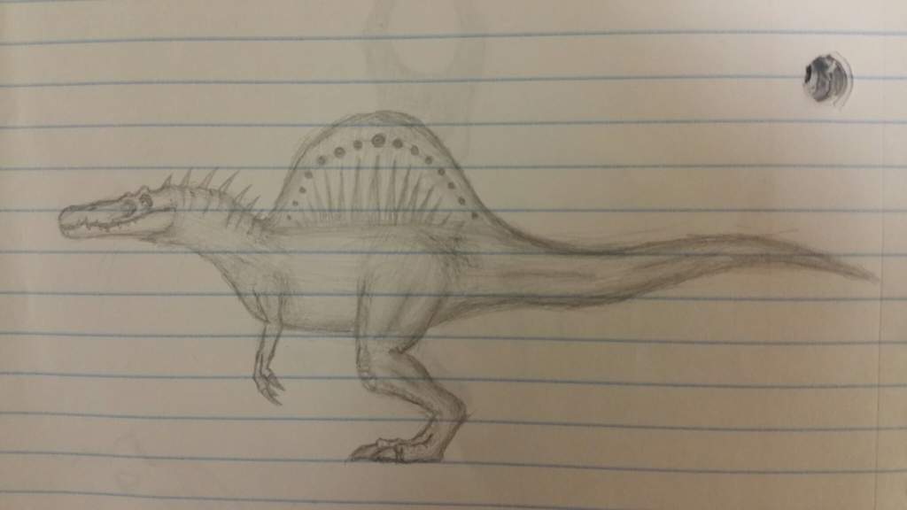 1024x576 Spinosaurus Drawing Dinosaur Planet Amino - Spinosaurus Drawing