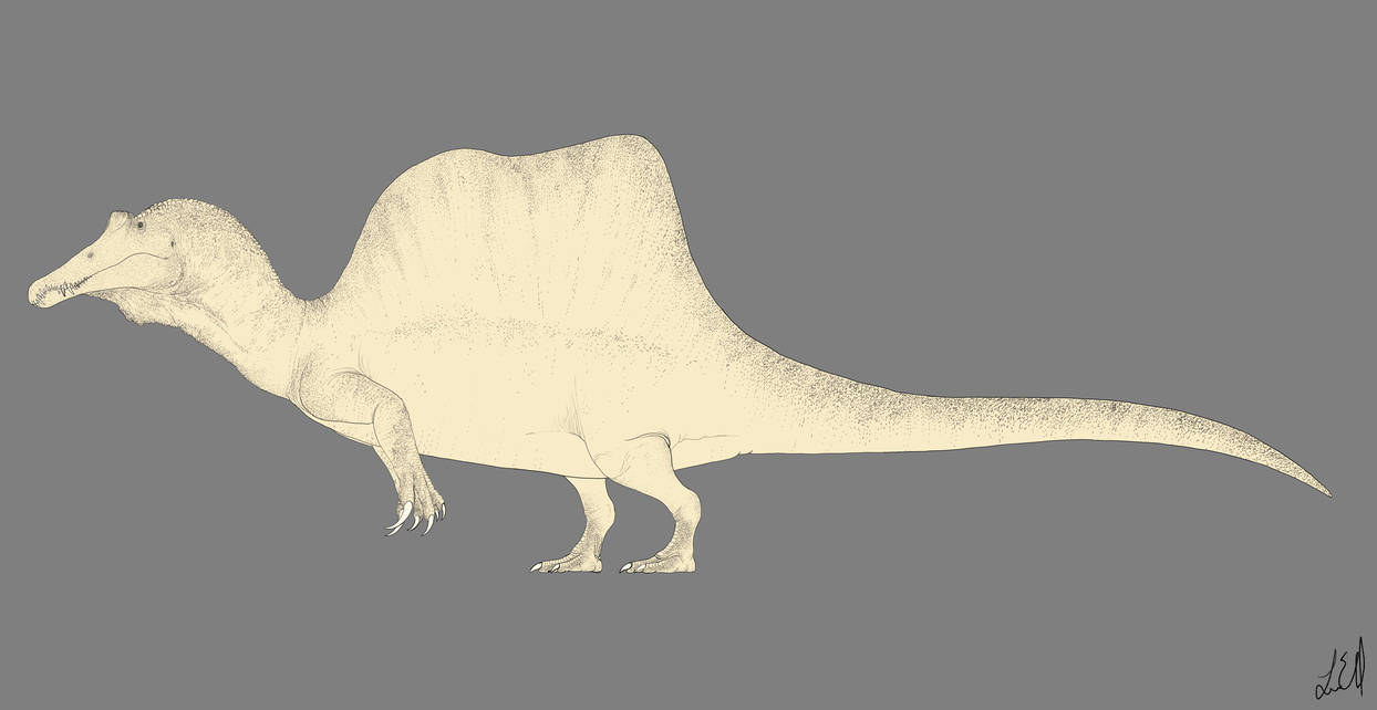 1244x642 Spinosaurus Line Drawing - Spinosaurus Drawing