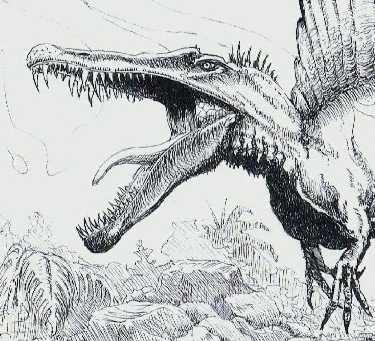 Спинозавр рисунок