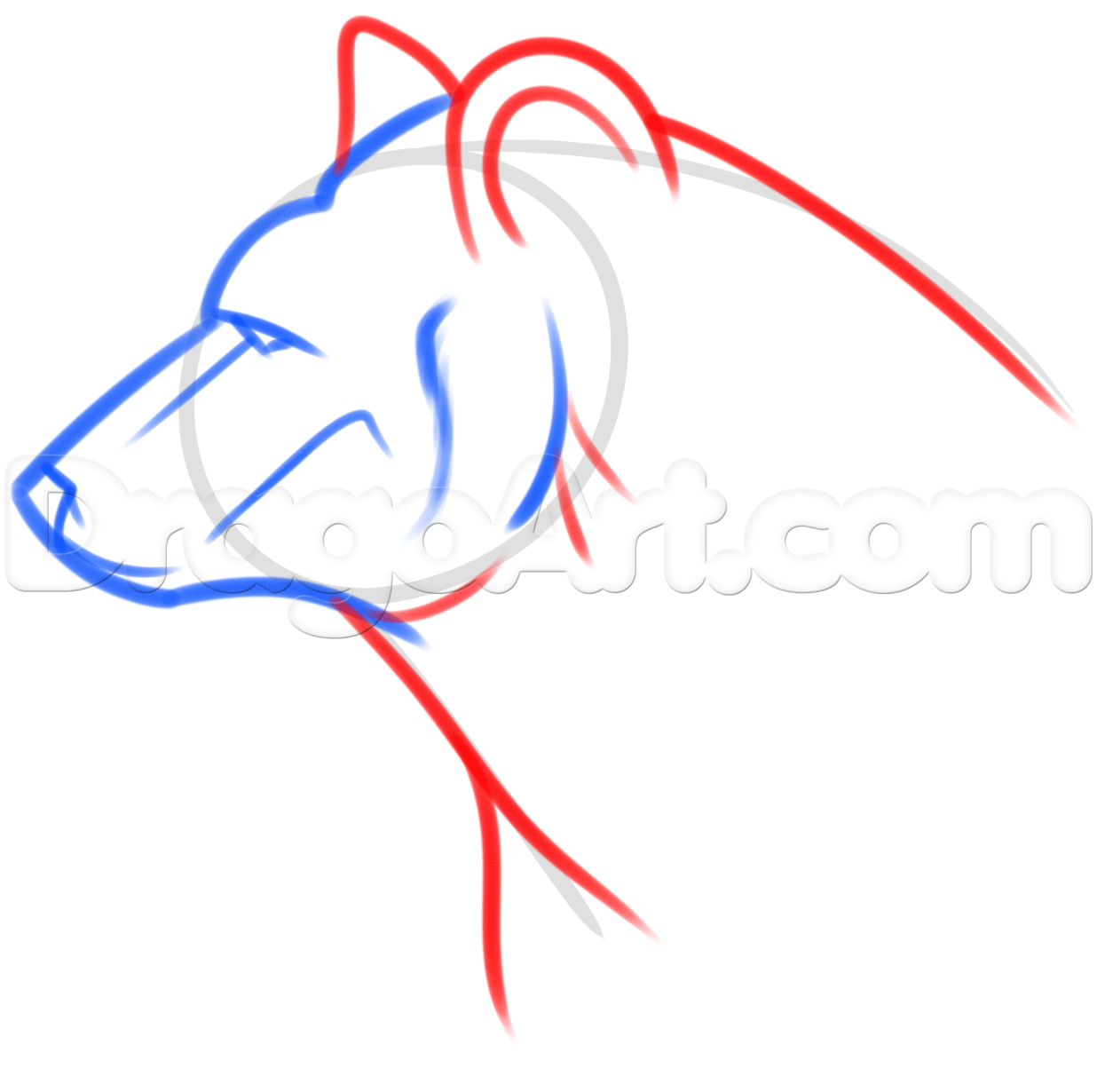 1236x1230 how to draw a bear spirit, step - Spirit Bear Drawing