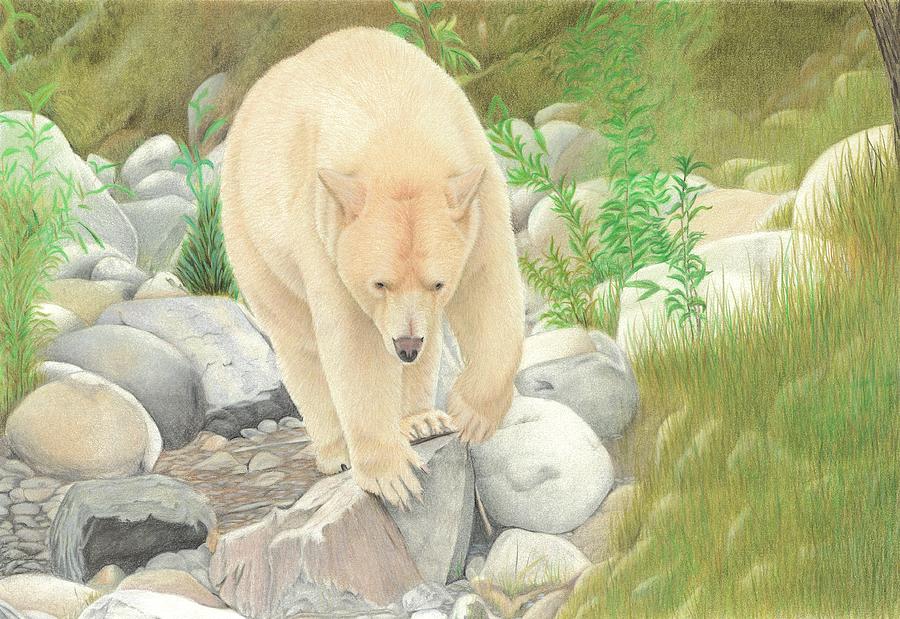 900x619 spirit bear drawing - Spirit Bear Drawing