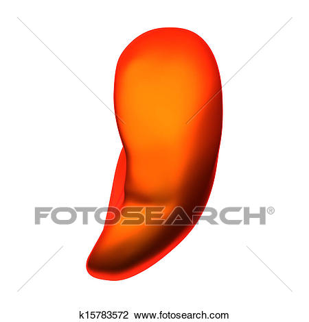 450x470 organs clipart spleen - Spleen Drawing