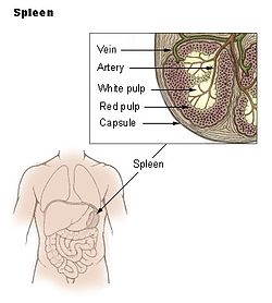 250x278 Spleen - Spleen Drawing