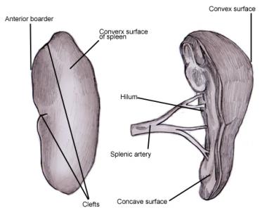 380x306 spleen anatomy overview, gross anatomy, microscopic anatomy - Spleen Drawing