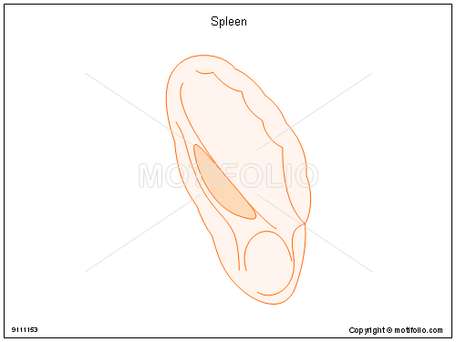 500x375 Spleen Illustrations - Spleen Drawing