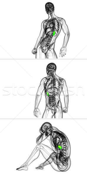 295x600 spleen stock photos, stock images and vectors stockfresh - Spleen Drawing