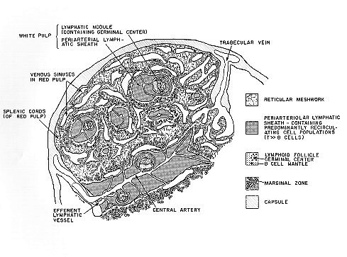 489x363 spleen drawing for lecture art julane - Spleen Drawing