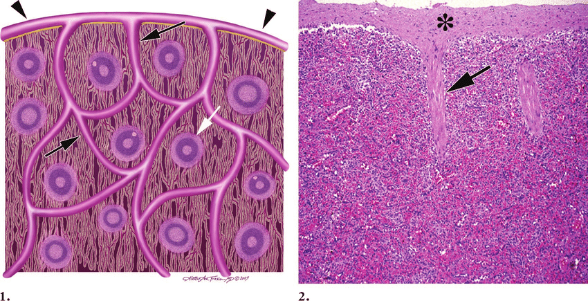 850x435 normal spleen - Spleen Drawing