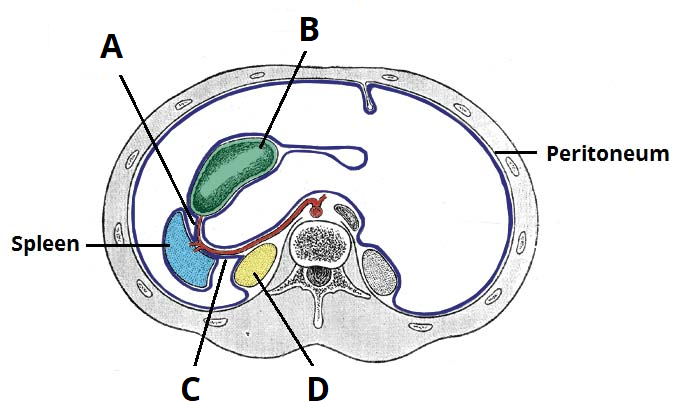 679x410 The Spleen - Spleen Drawing
