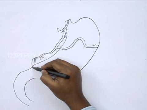 480x360 How To Draw A Spleen - Spleen Drawing