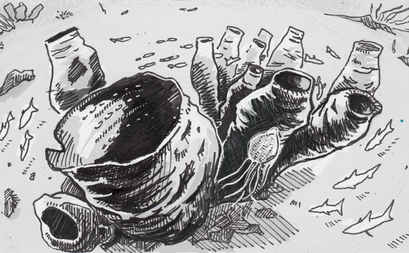 825x510 when did nervous systems evolve, and did sponges give up on them - Sponge Drawing