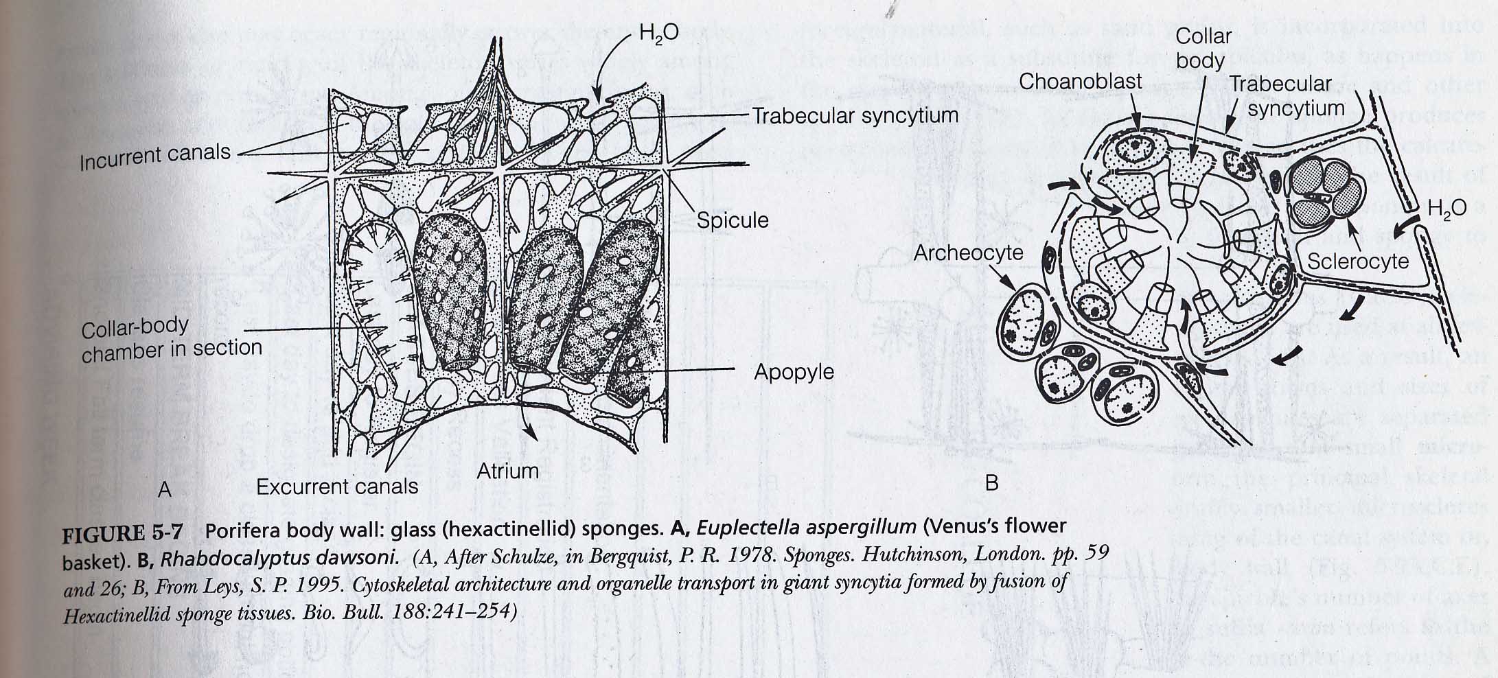 2182x988 sponge diagrams and photos - Sponge Drawing