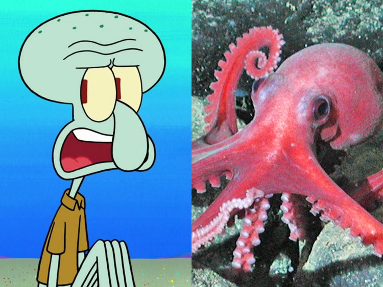 750x563 squidward tentacles from 'spongebob' is an octopus - Spongebob Drawing Comes To Life