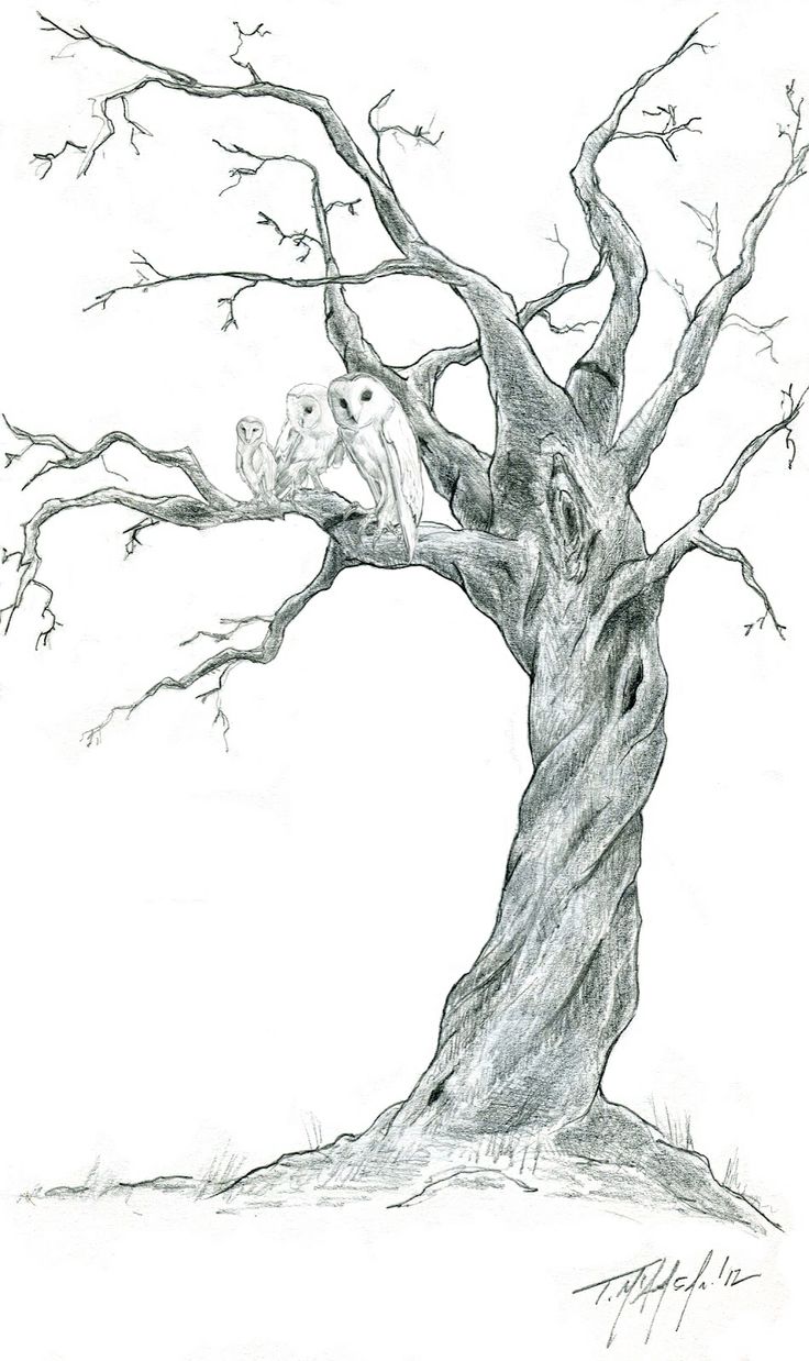 Spooky Tree Drawing at PaintingValley.com | Explore collection of ...