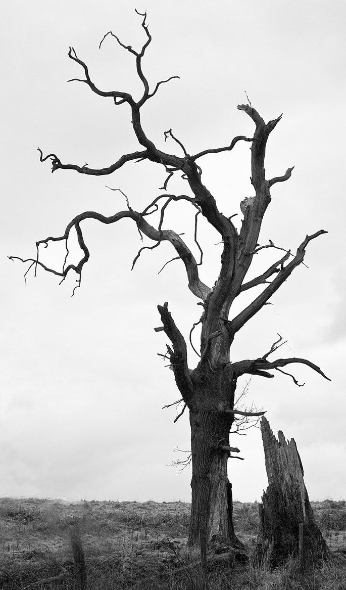685x1167 Creepy Tree Drawings Spooky Tree New Edit - Spooky Tree Drawing