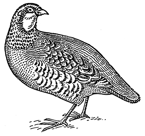 498x468 spot illustrations stipple drawings of birds - Spot Drawing