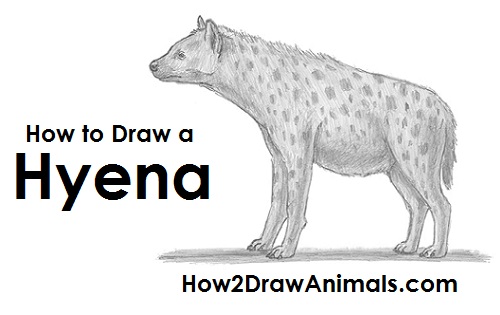500x315 How To Draw A Hyena - Spotted Hyena Drawing