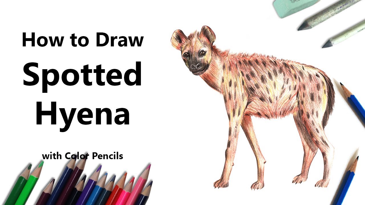 1280x720 How To Draw A Spotted Hyena With Color Pencils - Spotted Hyena Drawing