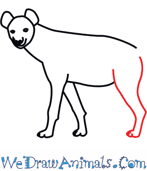300x350 How To Draw A Spotted Hyena - Spotted Hyena Drawing