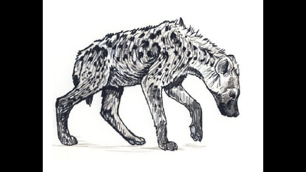 1280x720 How To Draw Standing Spotted Hyena Pencil Drawing Step - Spotted Hyena Drawing