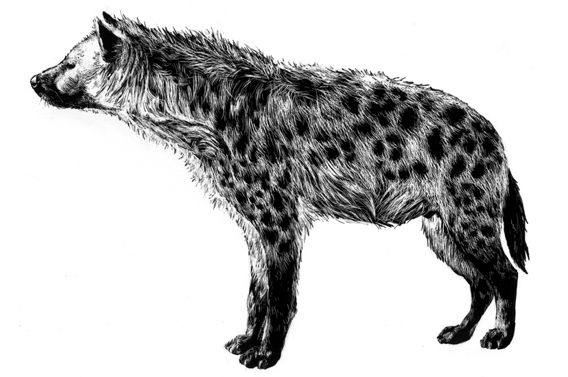828x550 Hyena Drawing Free Download - Spotted Hyena Drawing