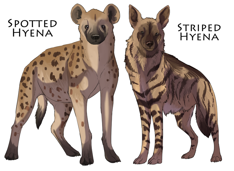 800x585 Hyenas - Spotted Hyena Drawing