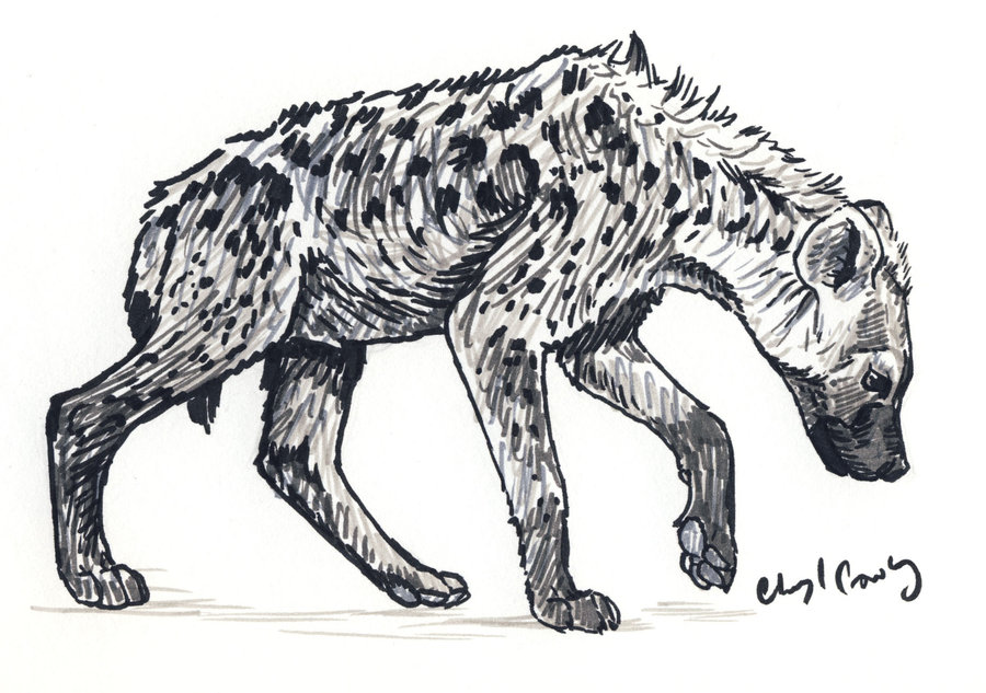 900x633 Hyena Drawing Cartoon For Free Download - Spotted Hyena Drawing