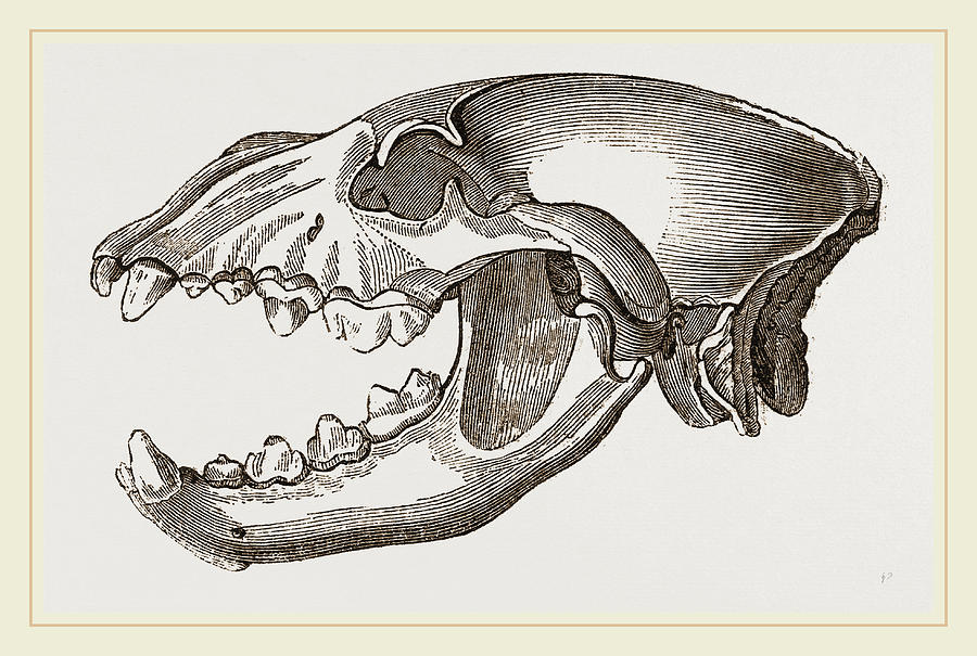900x605 Skull Of Spotted Hyena Drawing - Spotted Hyena Drawing