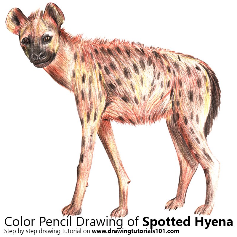 800x800 Spotted Hyena Colored Pencils - Spotted Hyena Drawing